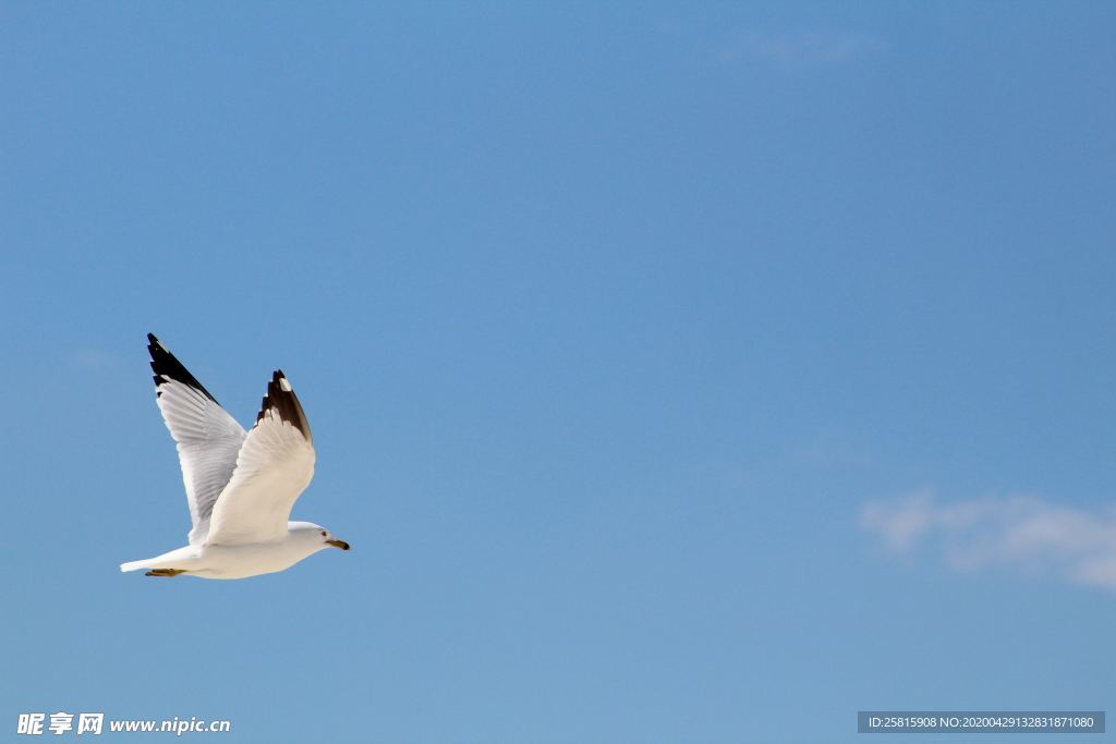 飞鸽空山鸟语图片