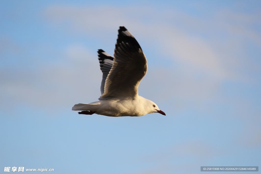 飞鸽空山鸟语图片