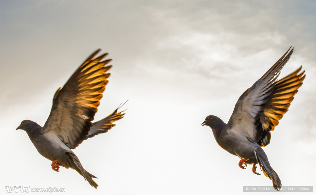 飞鸽空山鸟语图片