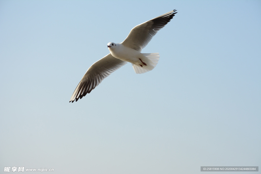 飞鸽空山鸟语图片