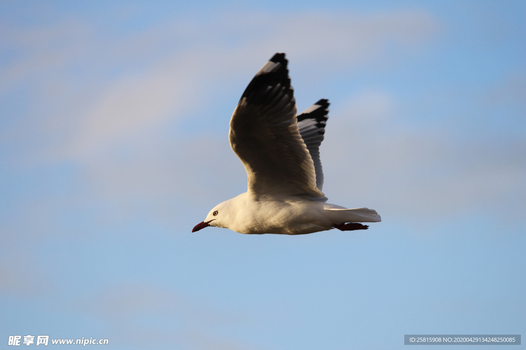 飞鸽空山鸟语图片