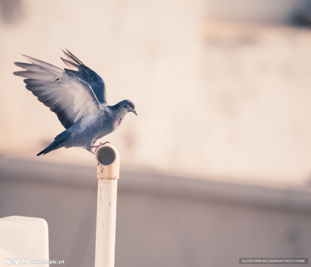 飞鸽空山鸟语图片