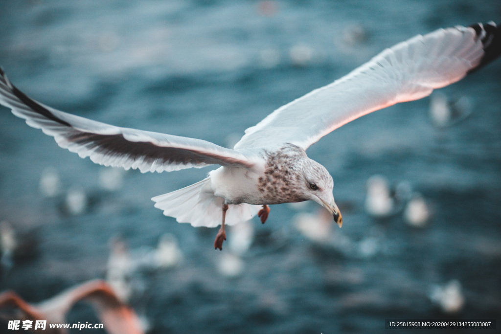 飞鸽空山鸟语图片