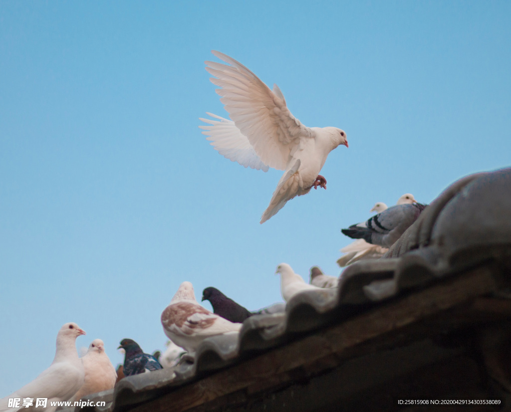 飞鸽空山鸟语图片
