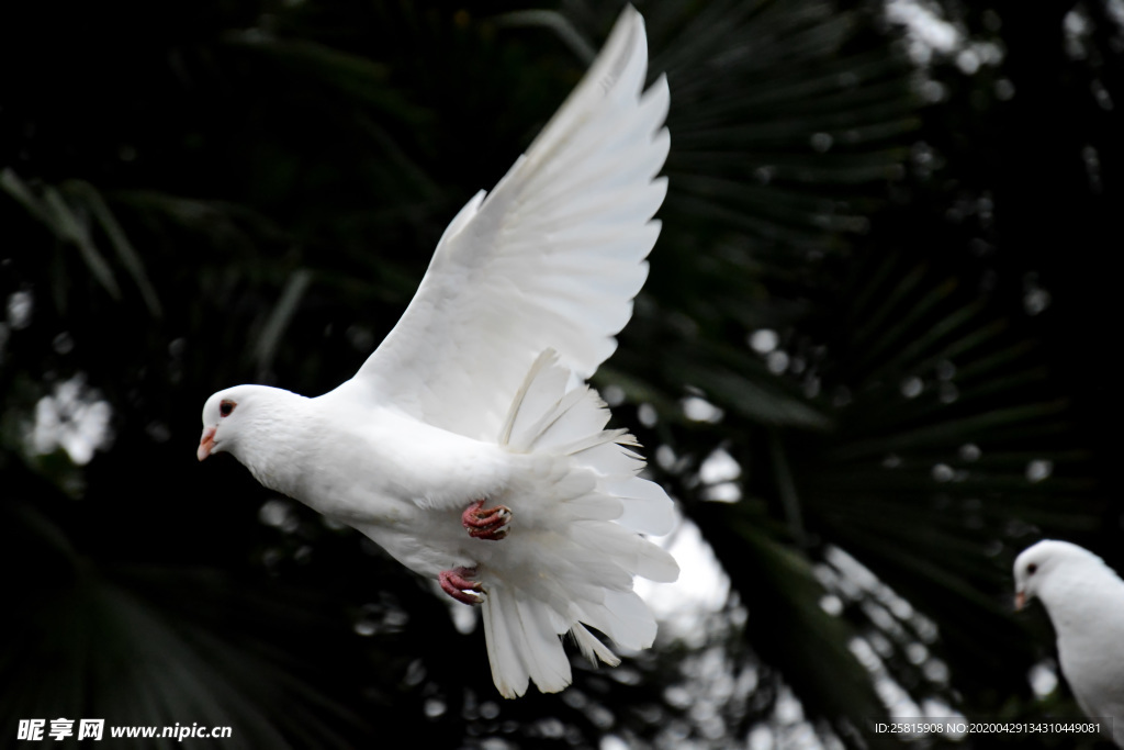 飞鸽空山鸟语图片