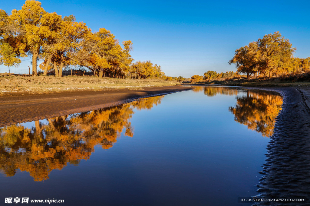 胡杨树胡杨林图片