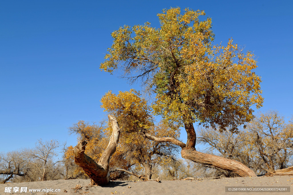 胡杨树胡杨林图片