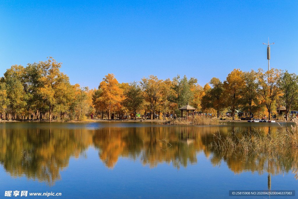 胡杨树胡杨林图片