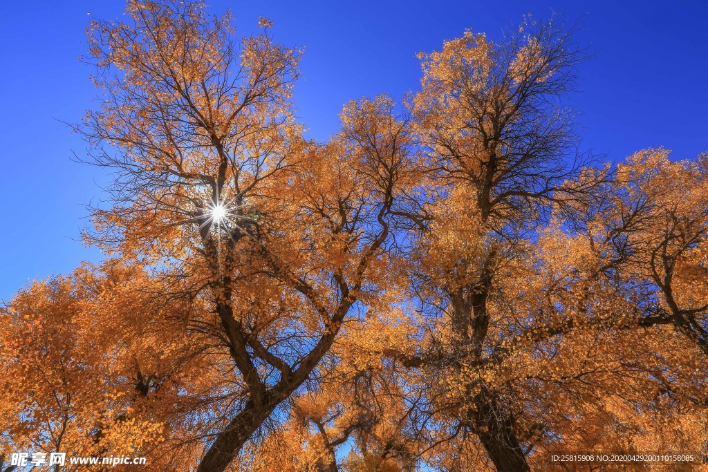 胡杨树胡杨林图片