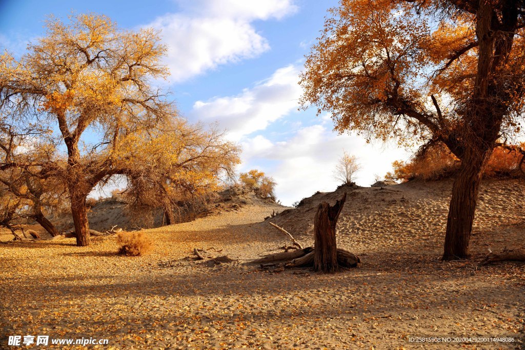胡杨树胡杨林图片
