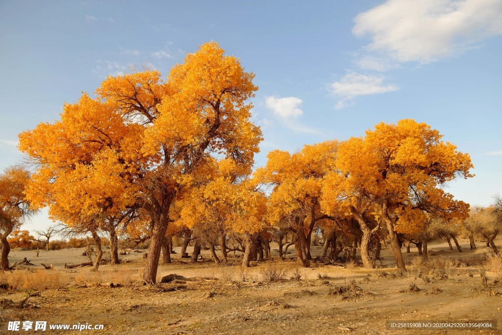 胡杨树胡杨林图片