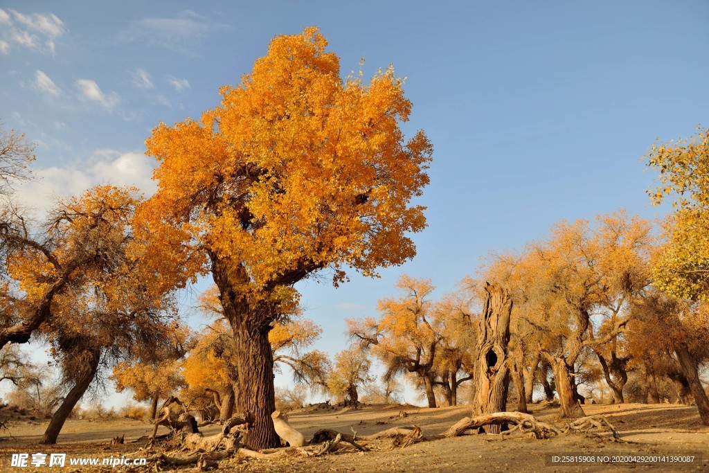 胡杨树胡杨林图片