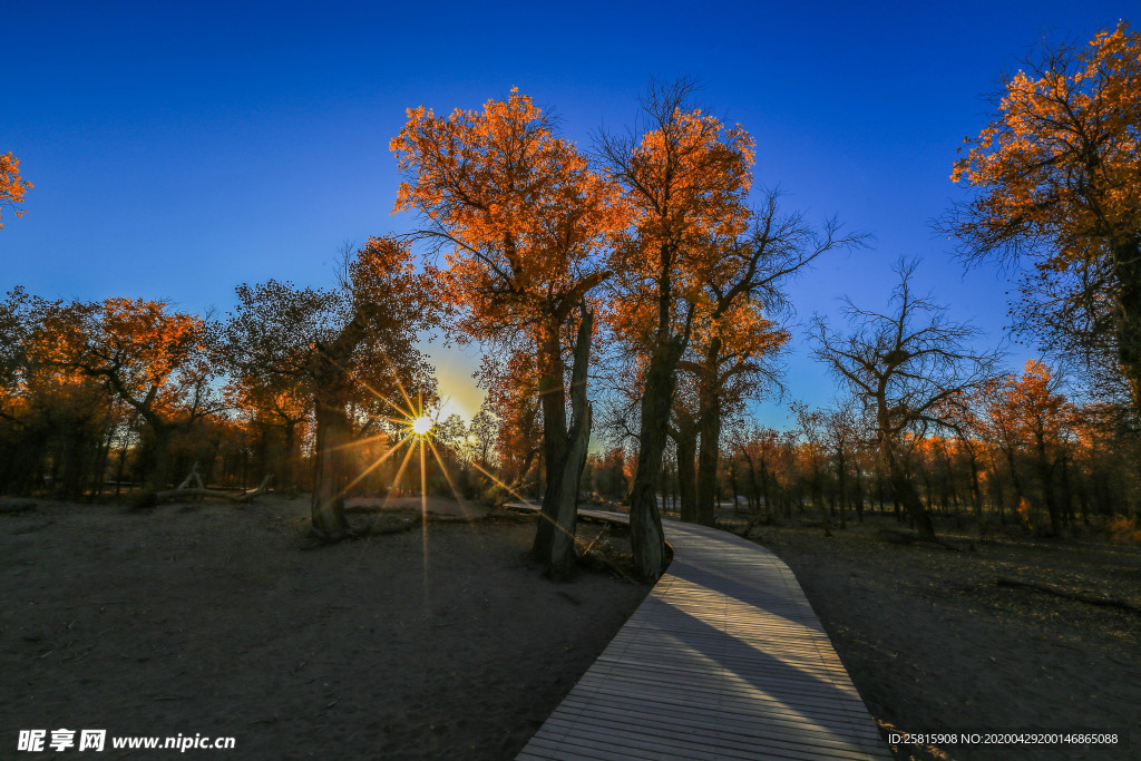 胡杨树胡杨林图片