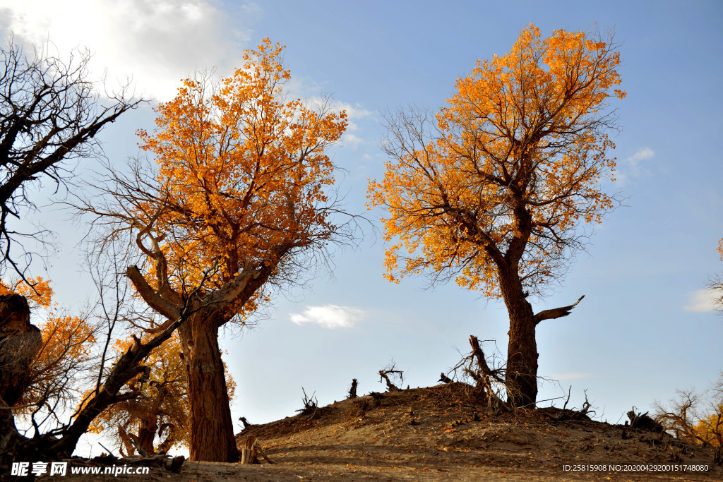胡杨树胡杨林图片