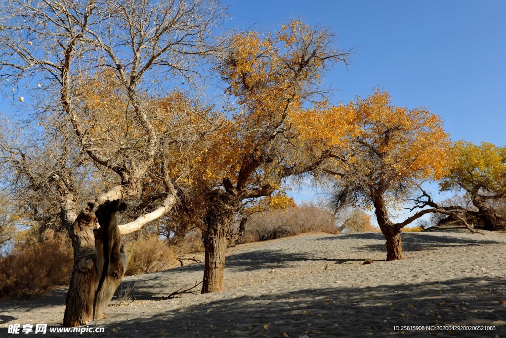 胡杨树胡杨林图片