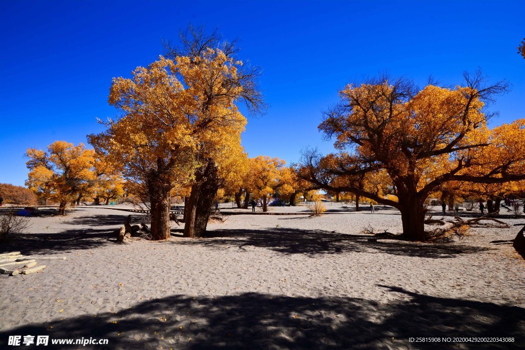 胡杨树胡杨林图片