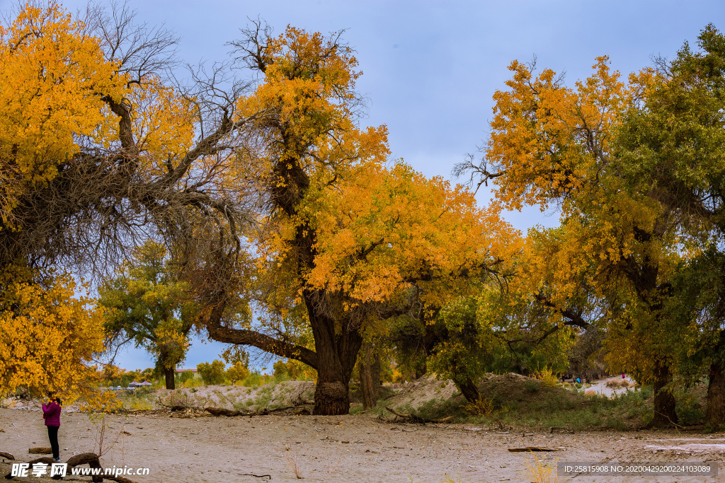 胡杨树胡杨林图片