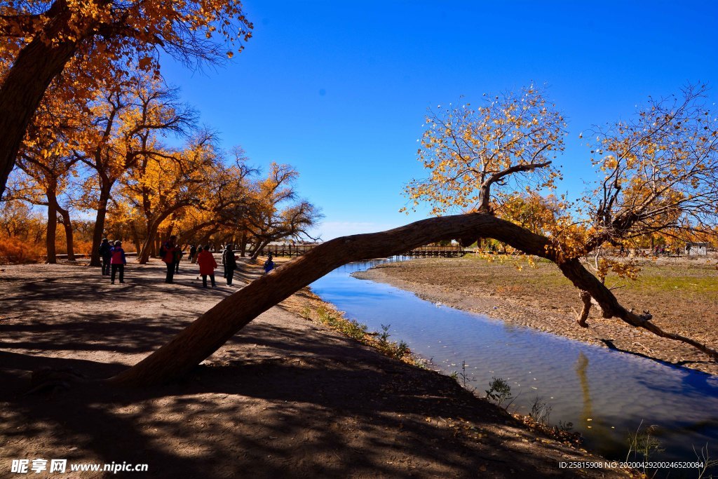 胡杨树胡杨林图片