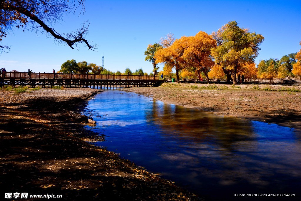 胡杨树胡杨林图片