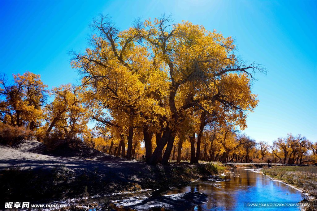 胡杨树胡杨林图片