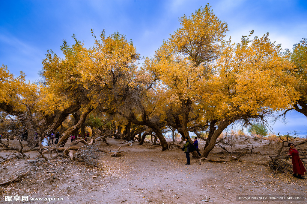 胡杨树胡杨林图片
