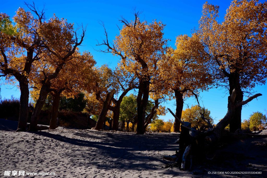 胡杨树胡杨林图片