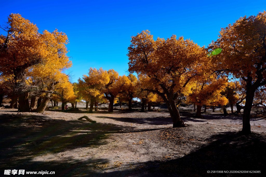 胡杨树胡杨林图片