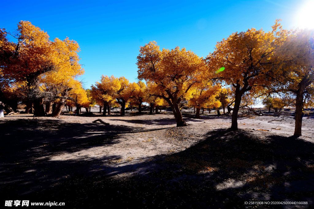 胡杨树胡杨林图片