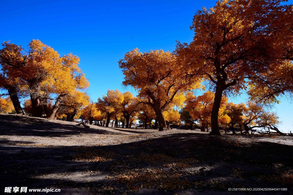 胡杨树胡杨林图片