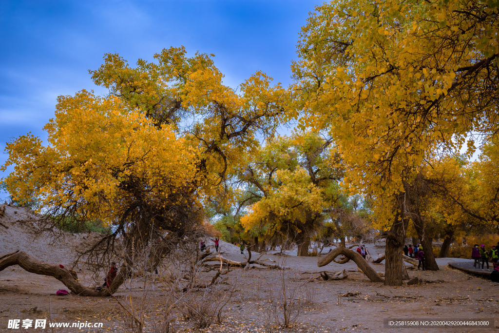 胡杨树胡杨林图片