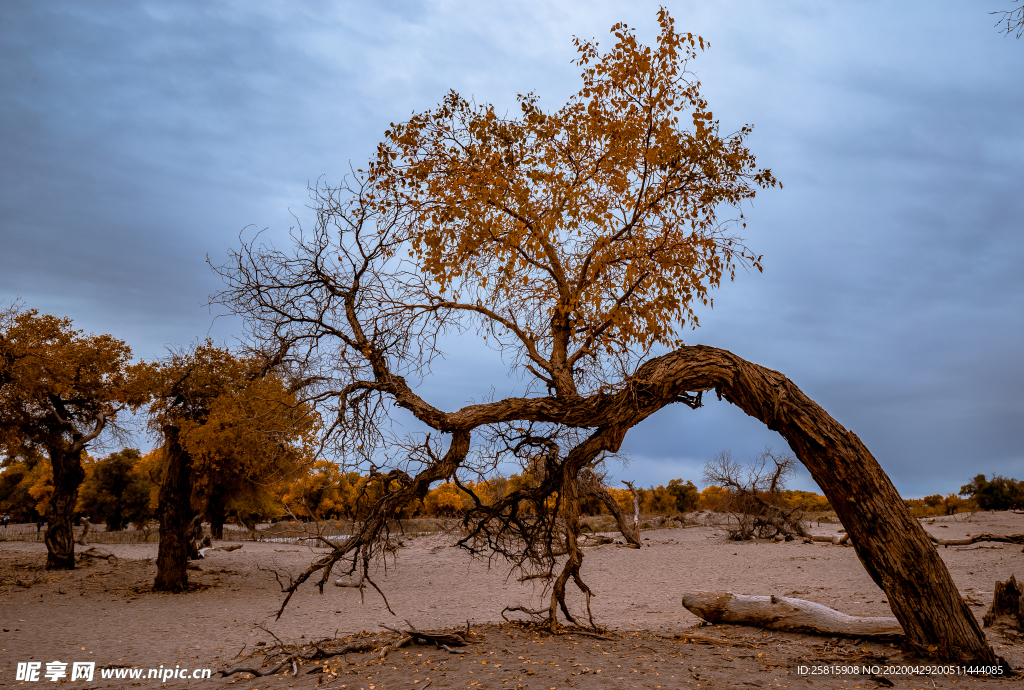 胡杨树胡杨林图片