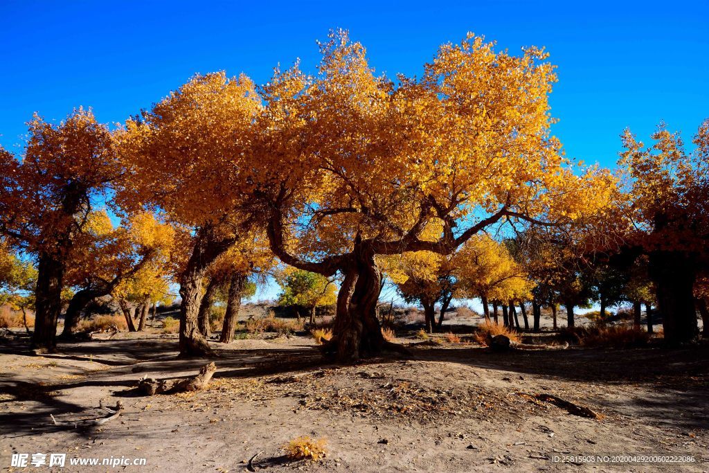 胡杨树胡杨林图片
