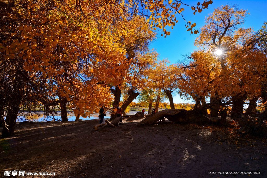 胡杨树胡杨林图片