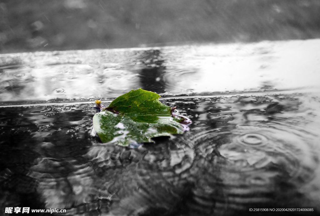 雨中美景水珠积水图片