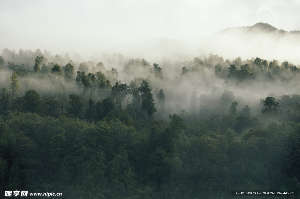 山林中的雾气图片
