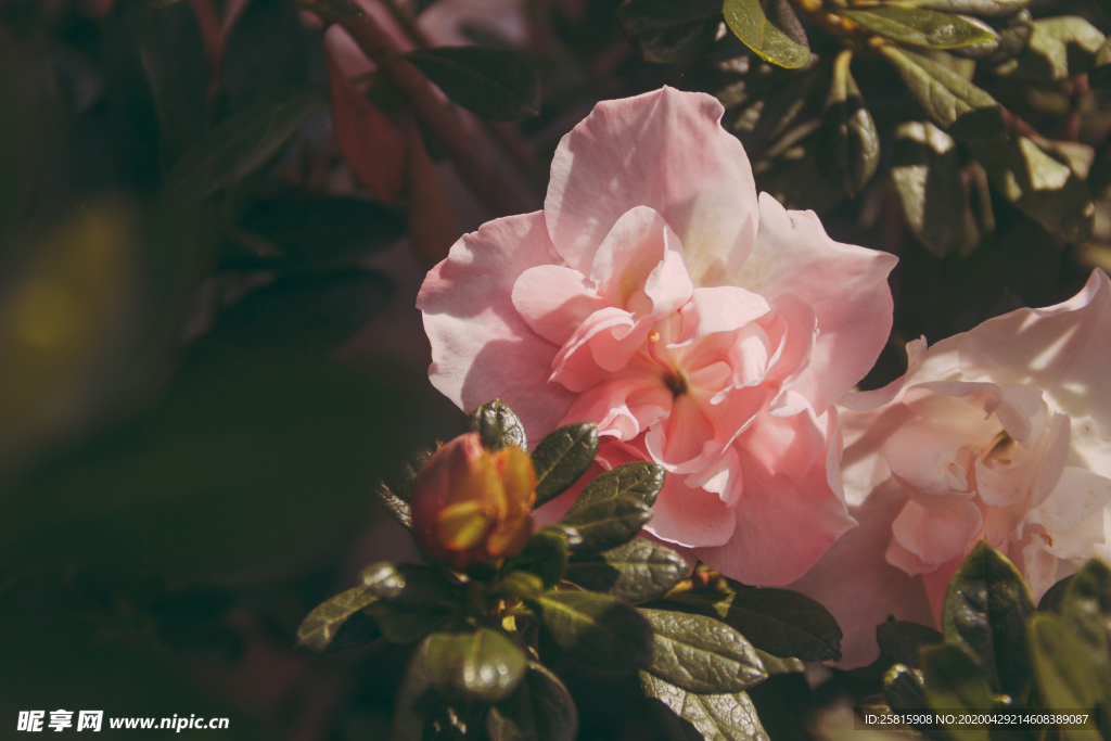 玫瑰花月季花图片
