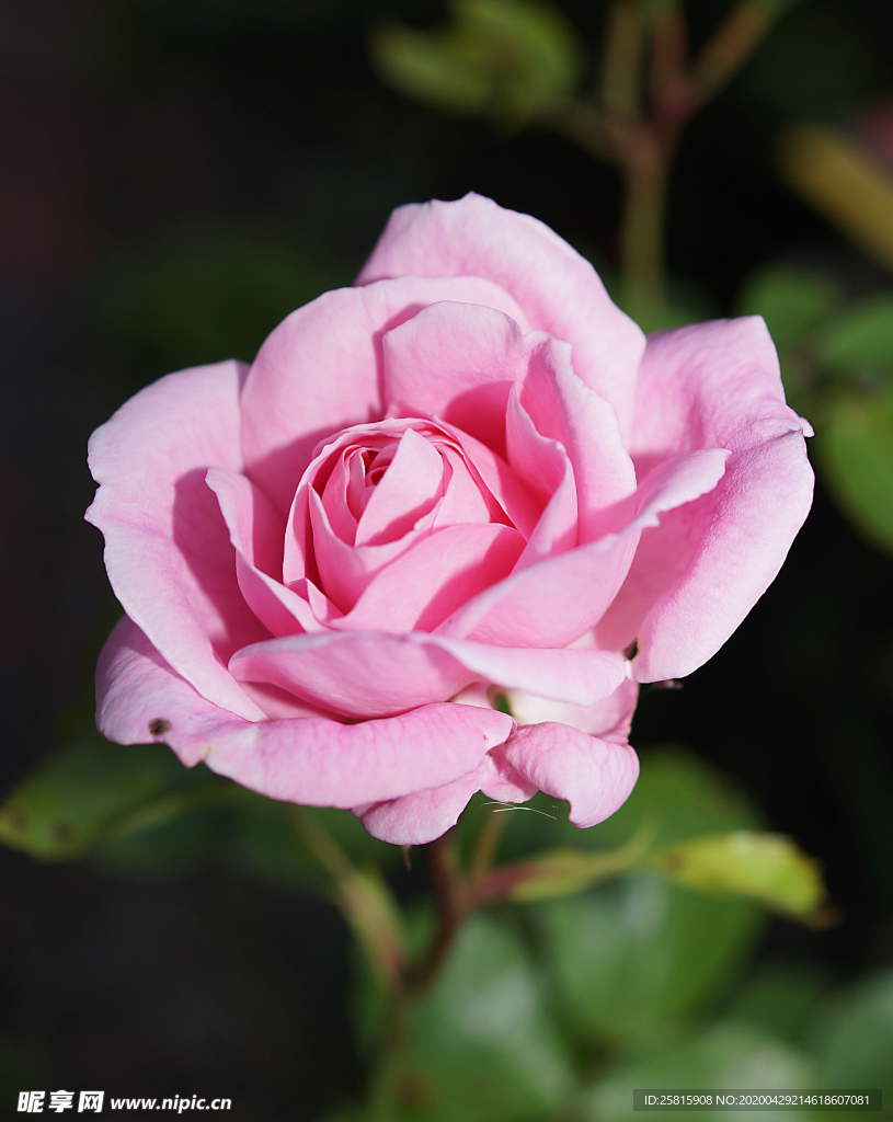 玫瑰花月季花图片