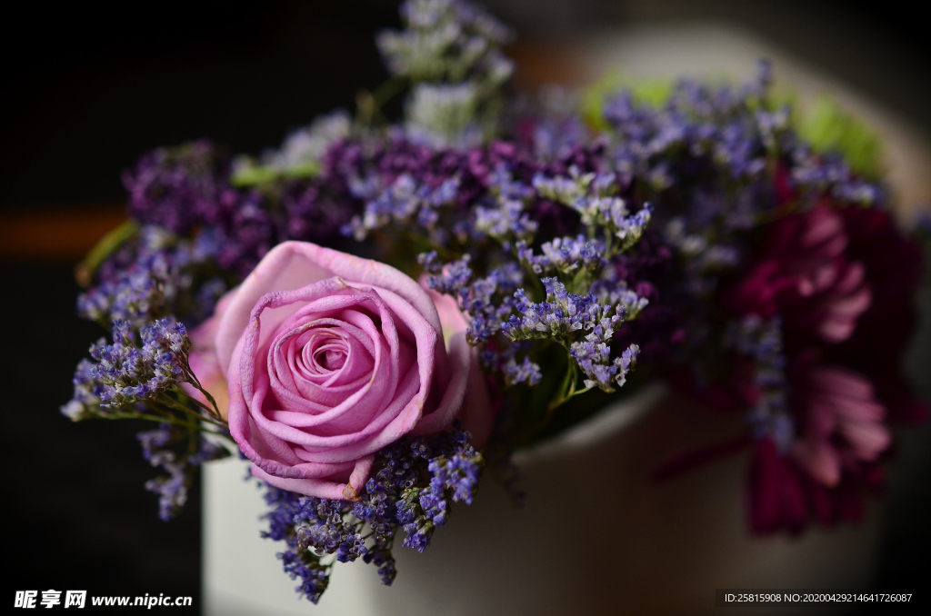 玫瑰花月季花图片