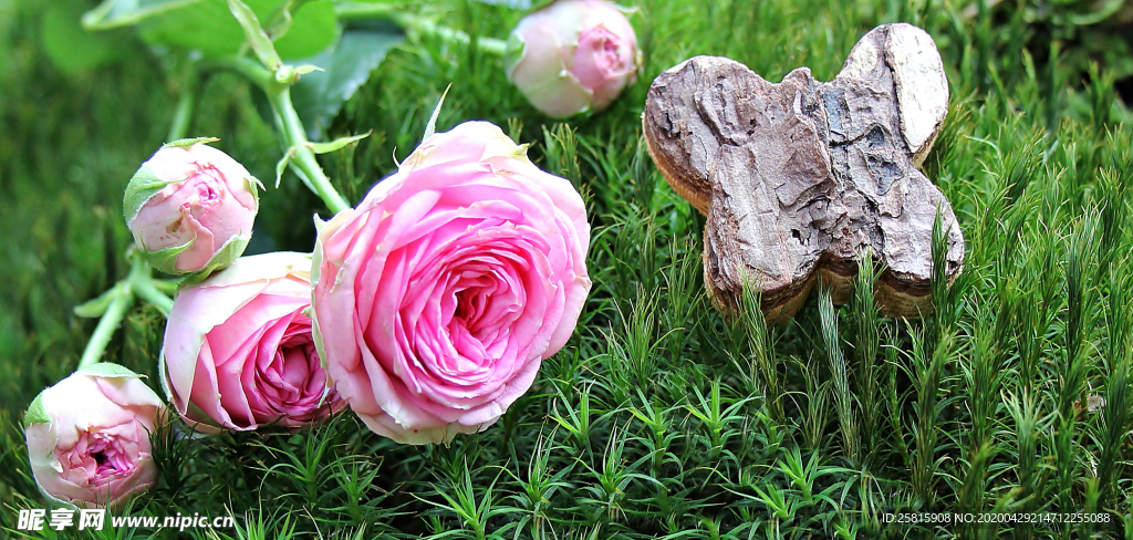 玫瑰花月季花图片