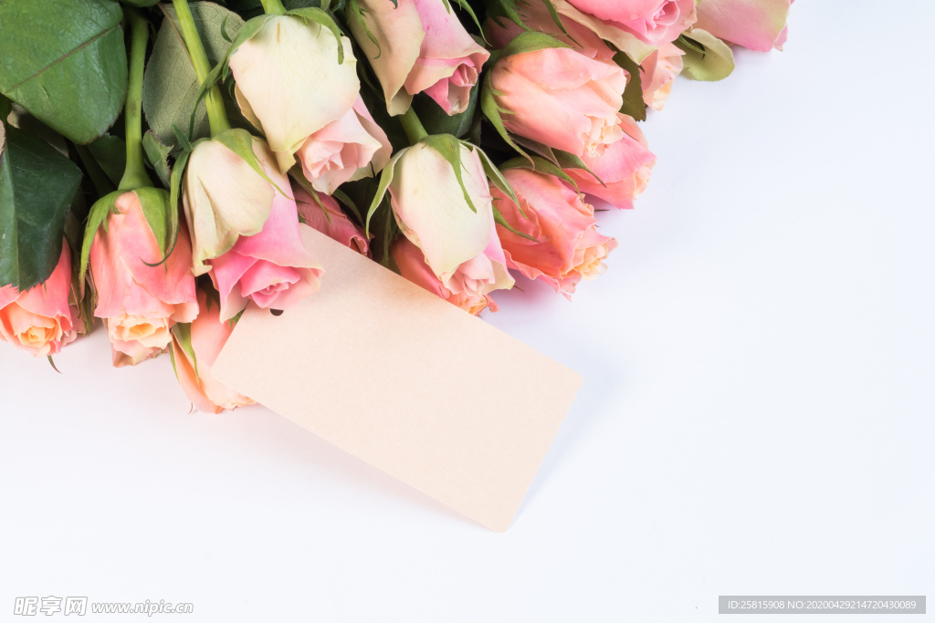 玫瑰花月季花图片