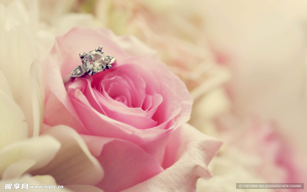 玫瑰花月季花图片