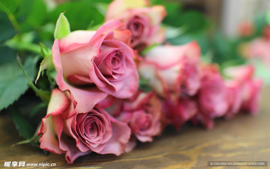 玫瑰花月季花图片