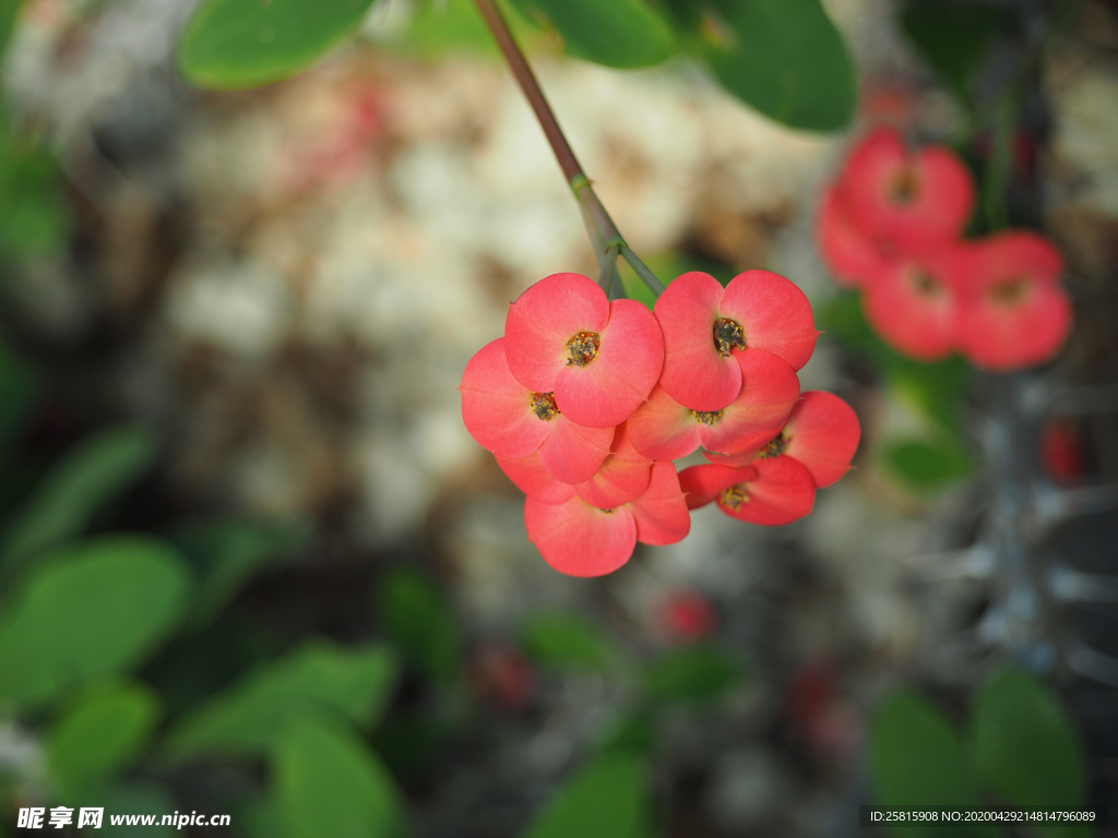 玫瑰花月季花图片