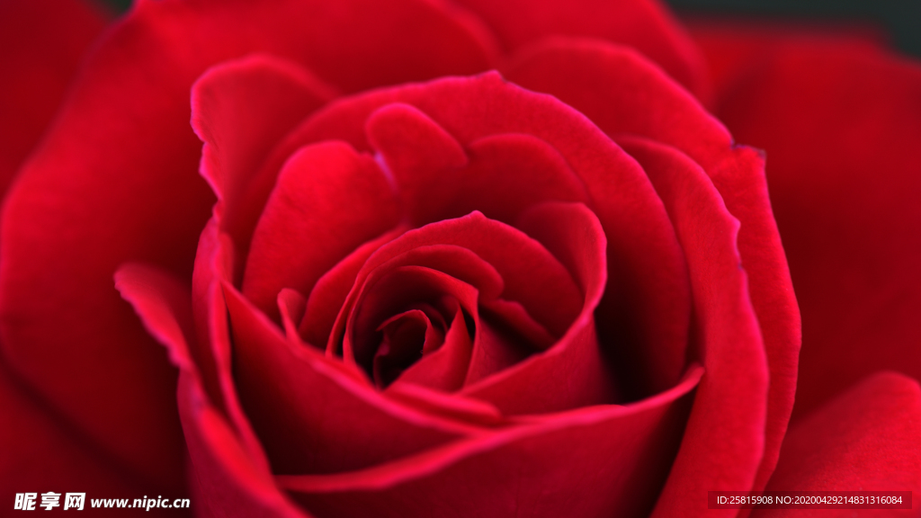 玫瑰花月季花图片