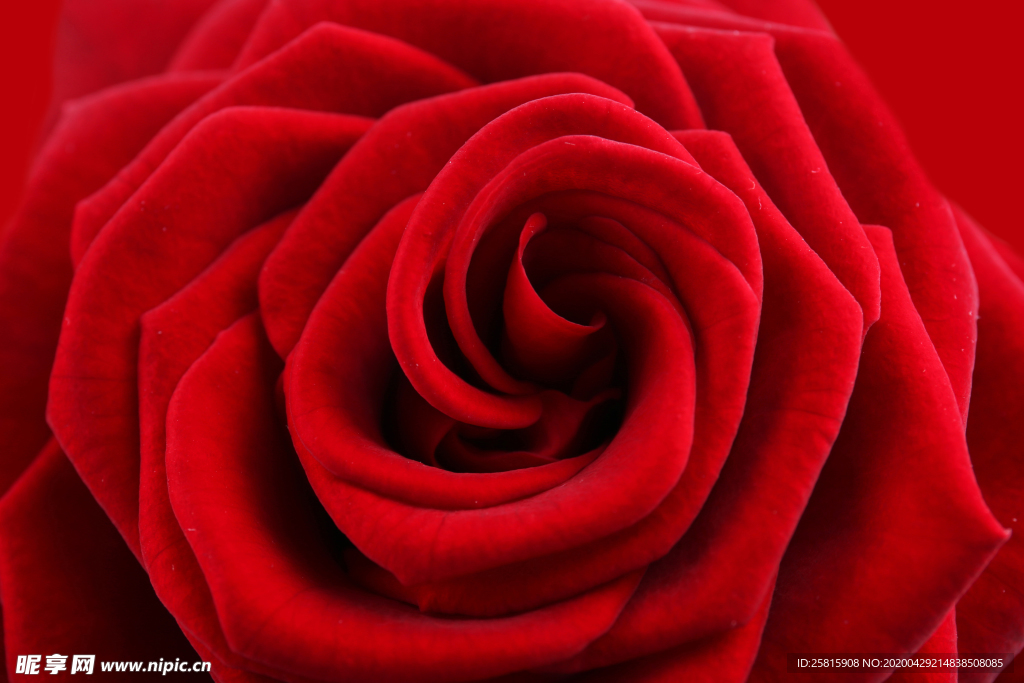 玫瑰花月季花图片