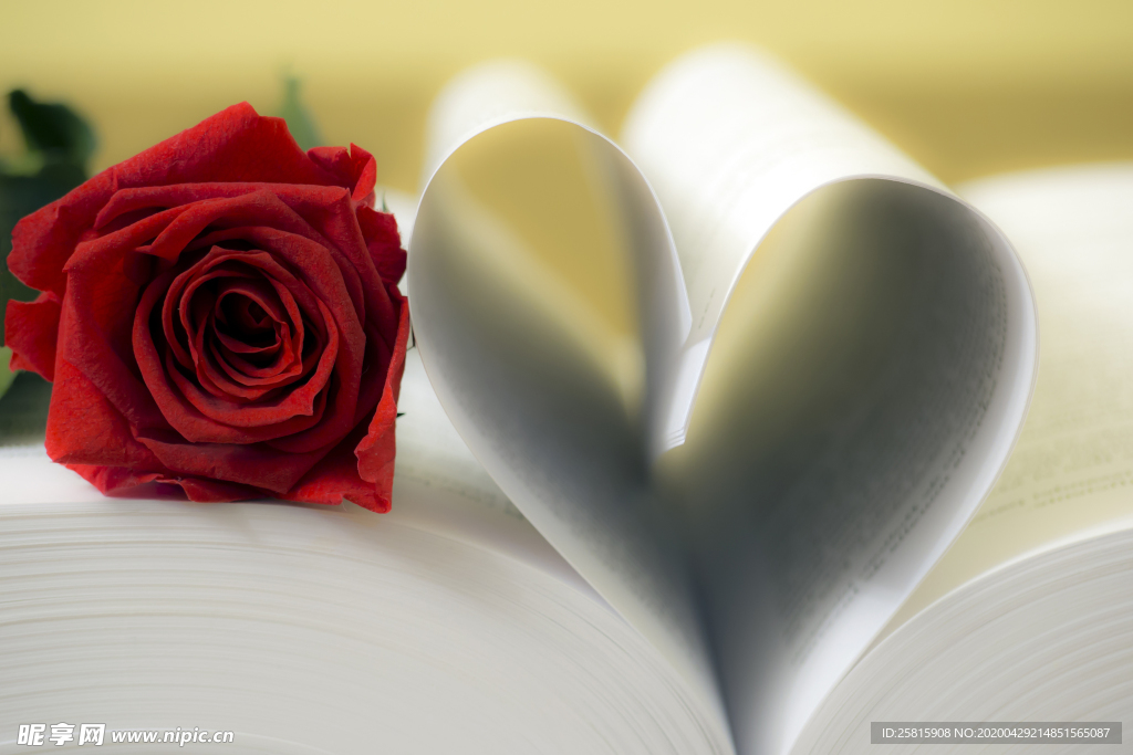 玫瑰花月季花图片