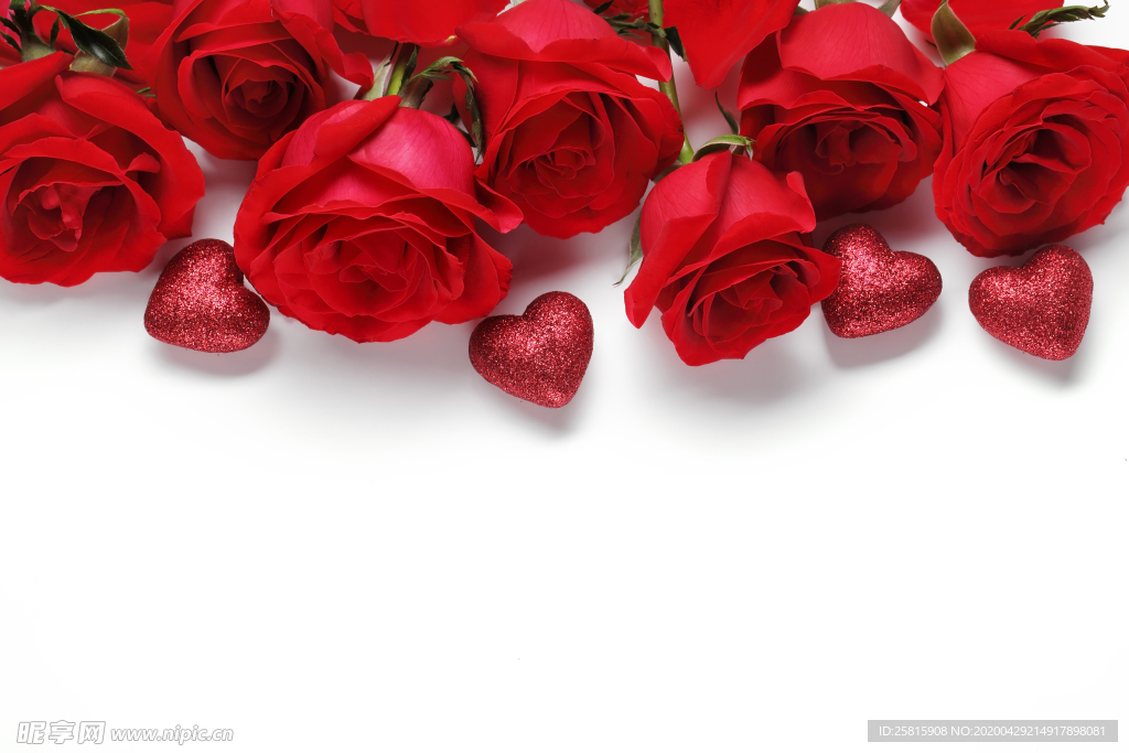 玫瑰花月季花图片