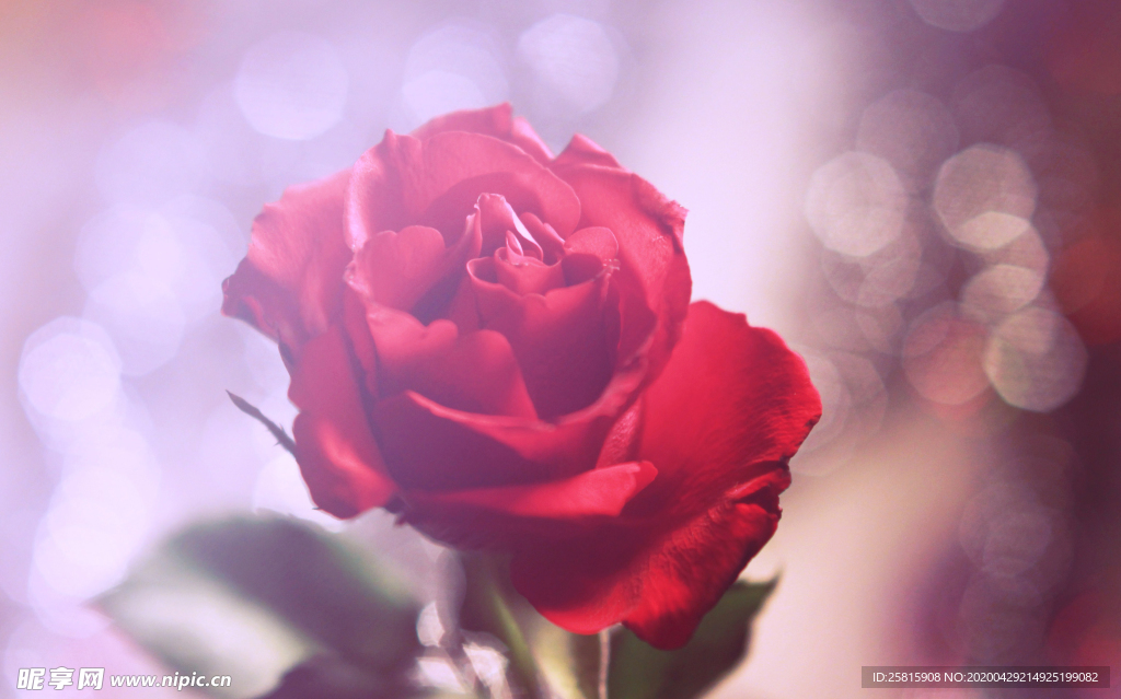 玫瑰花月季花图片