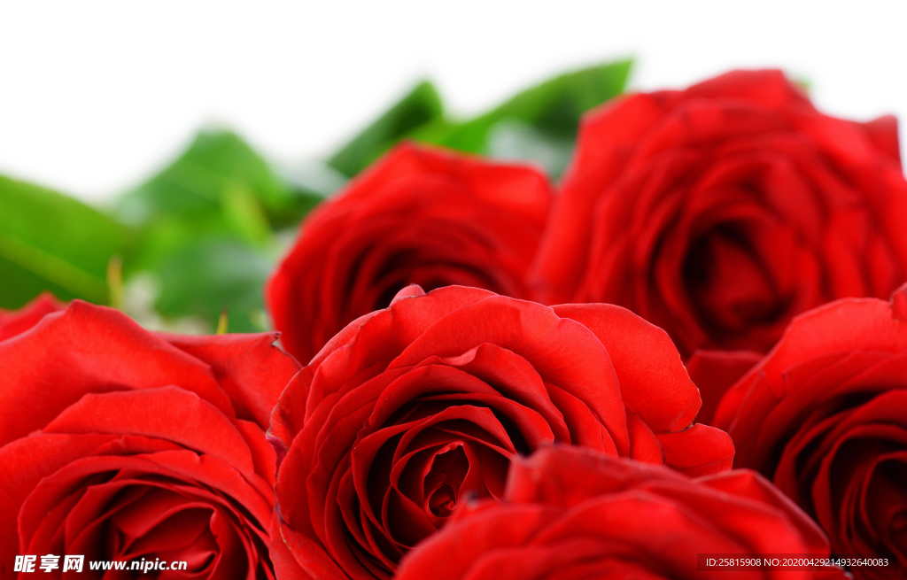 玫瑰花月季花图片