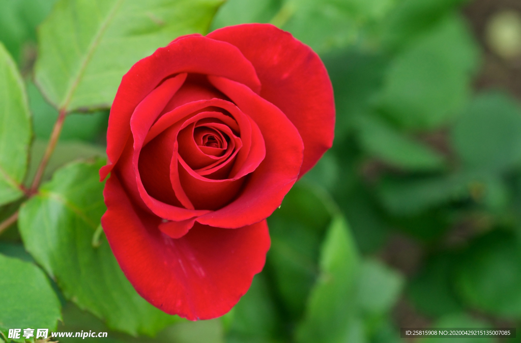 玫瑰花月季花图片